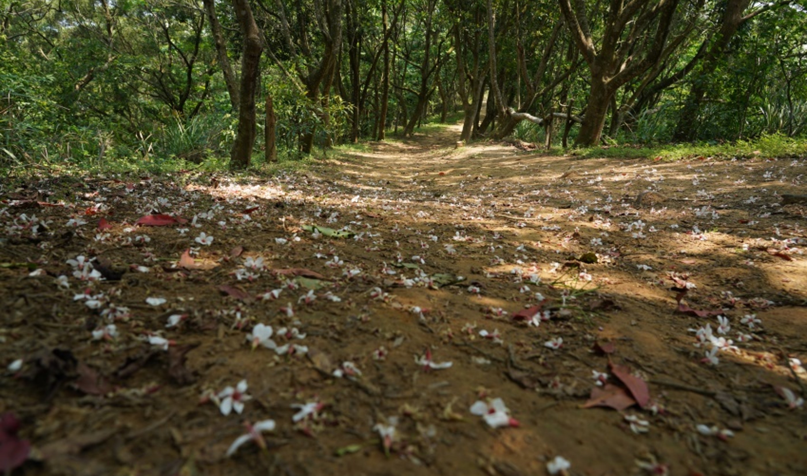 苗栗縣造橋鄉-口山步道