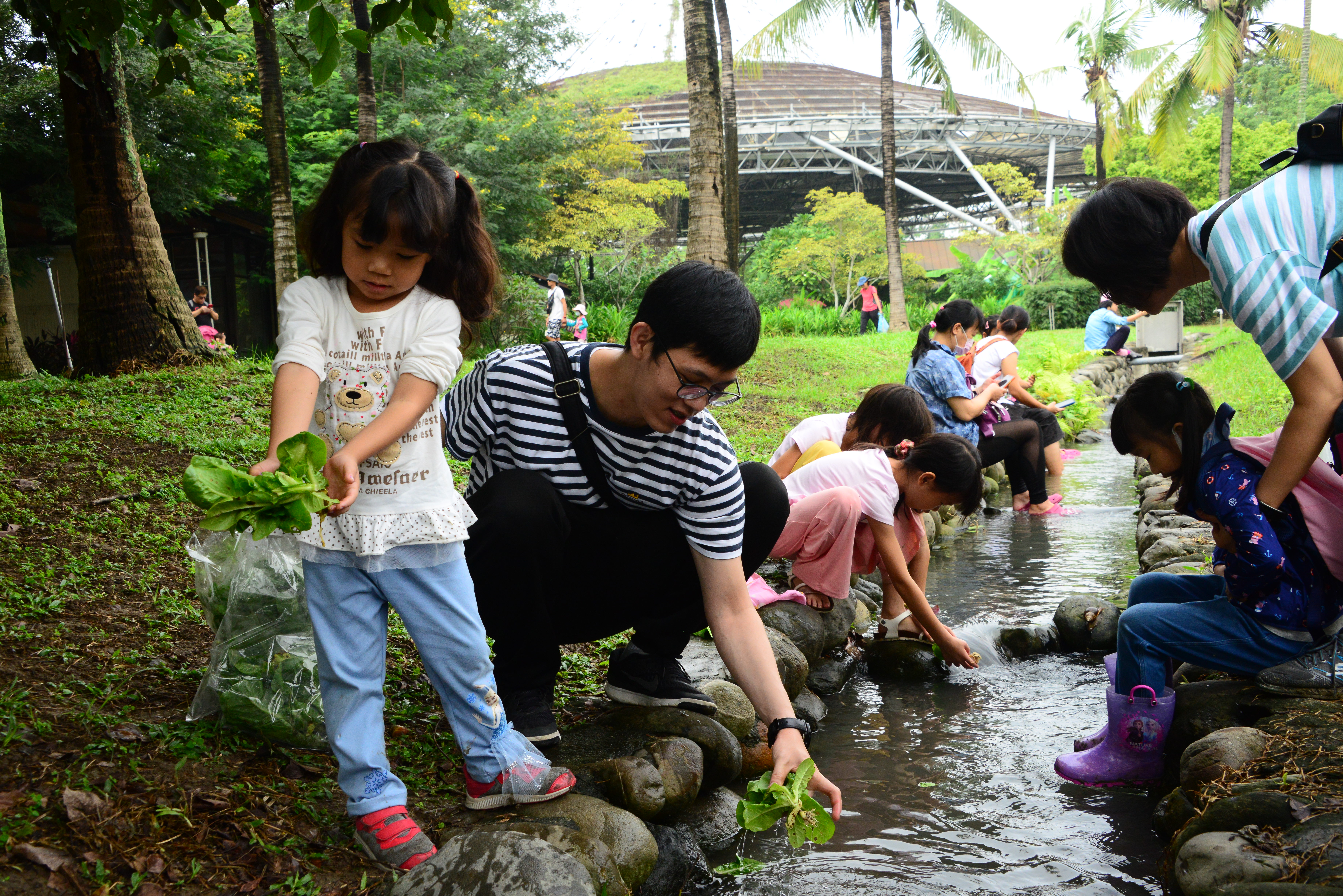 1091108六堆客家文化園區農事學堂採菜趣活動，民眾用園區的水圳清洗剛採上來的萵苣。