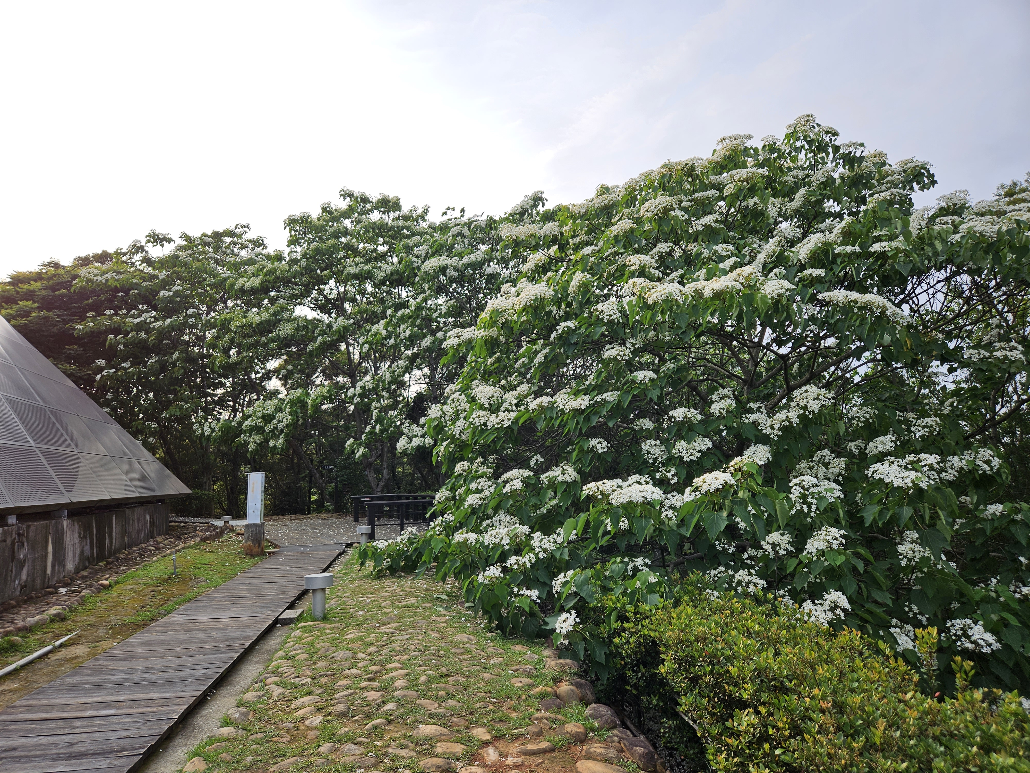 目前好客公園桐花盛開，歡迎民眾共下來繞山花.jpg