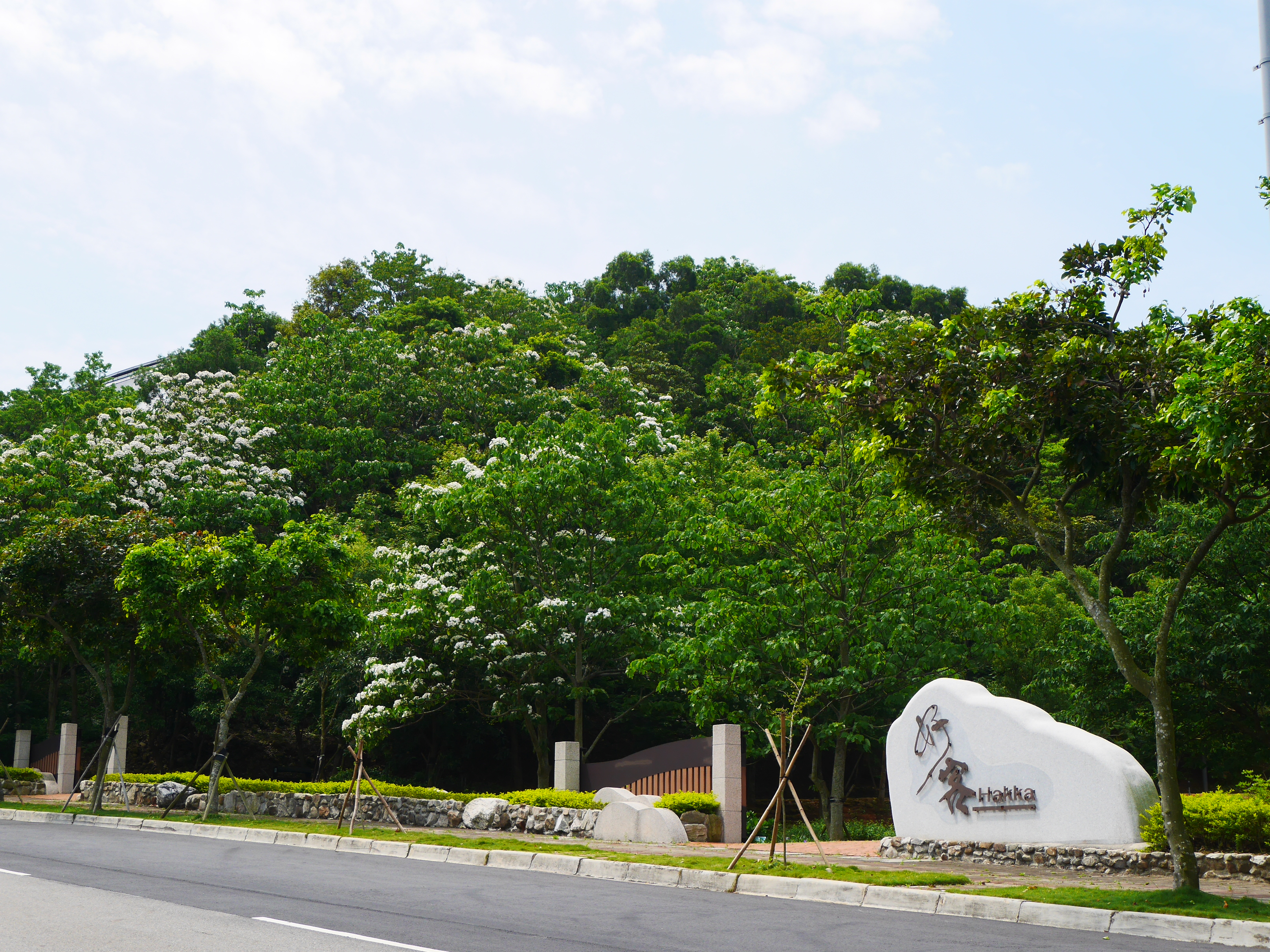 目前好客公園桐花盛開.jpg