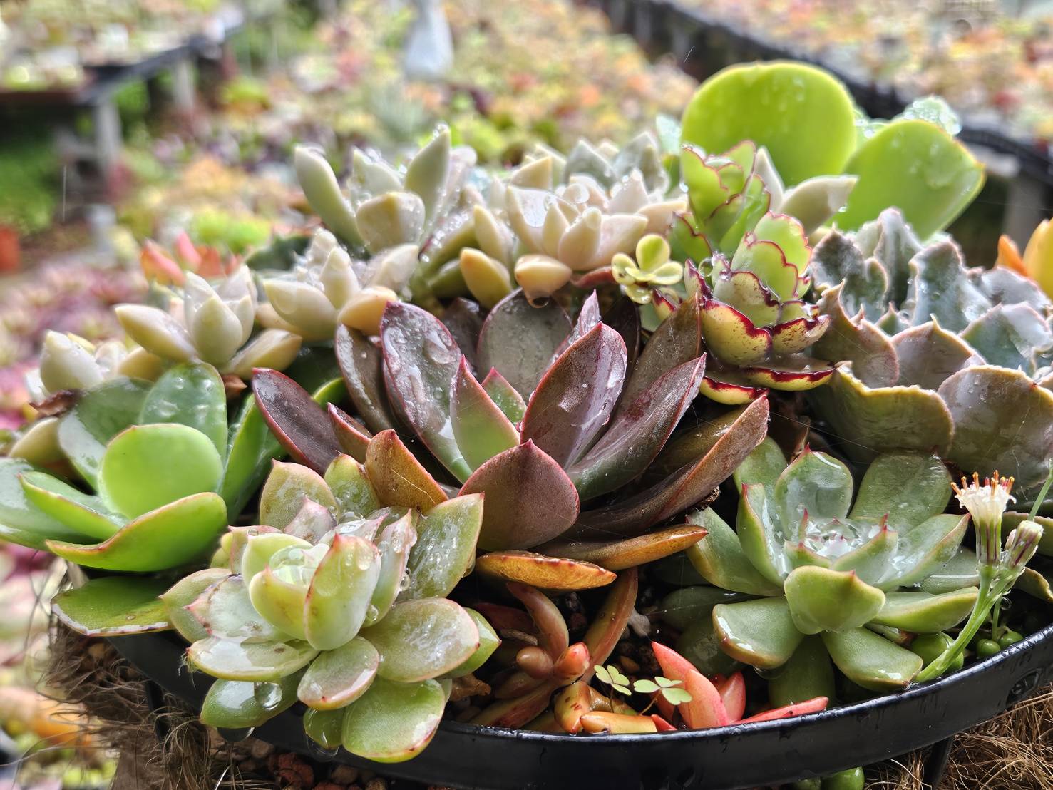 圖7 來三洽水可以欣賞到多肉植物及鹿角蕨等生態植栽.jpg