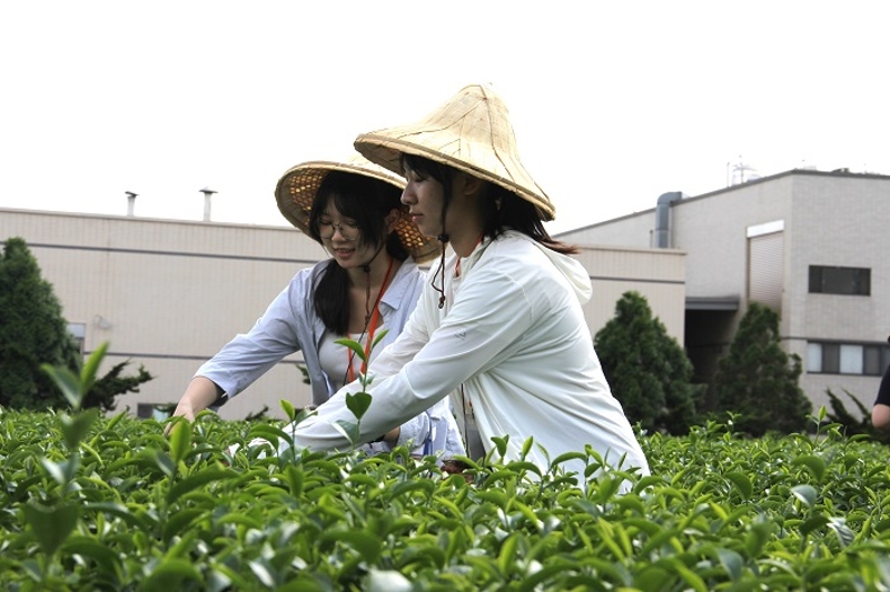 在業師帶領下，學員至茶園體驗採茶，並透過館內導覽深入客家茶產業的歷史及發展